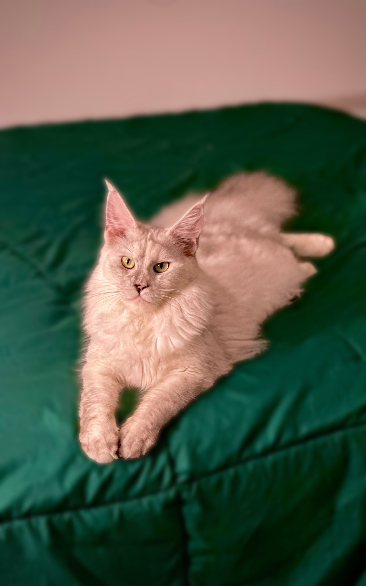 Ashland-Aries, a beautiful Maine Coon kitten from Chatlerie