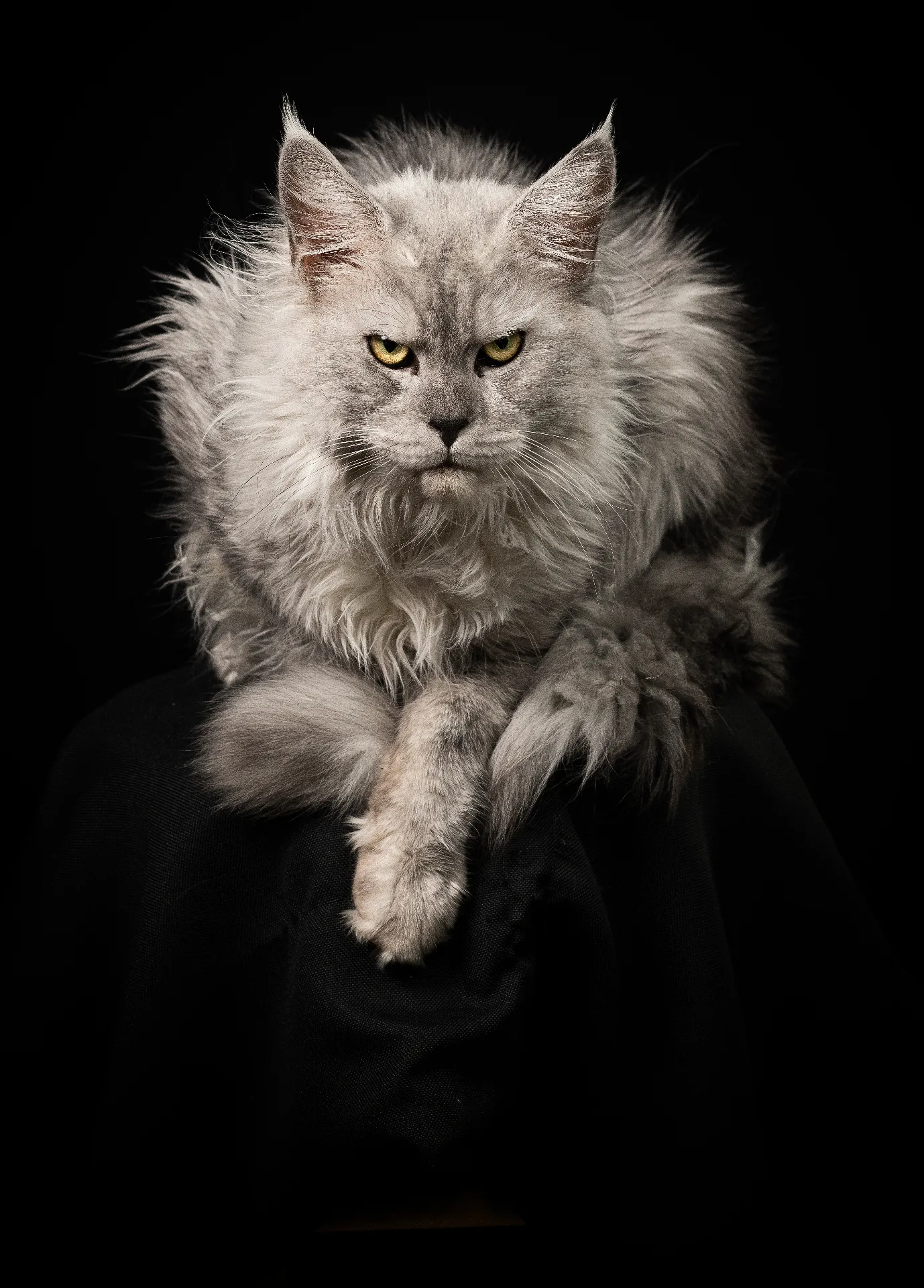 European Maine Coon studio portrait