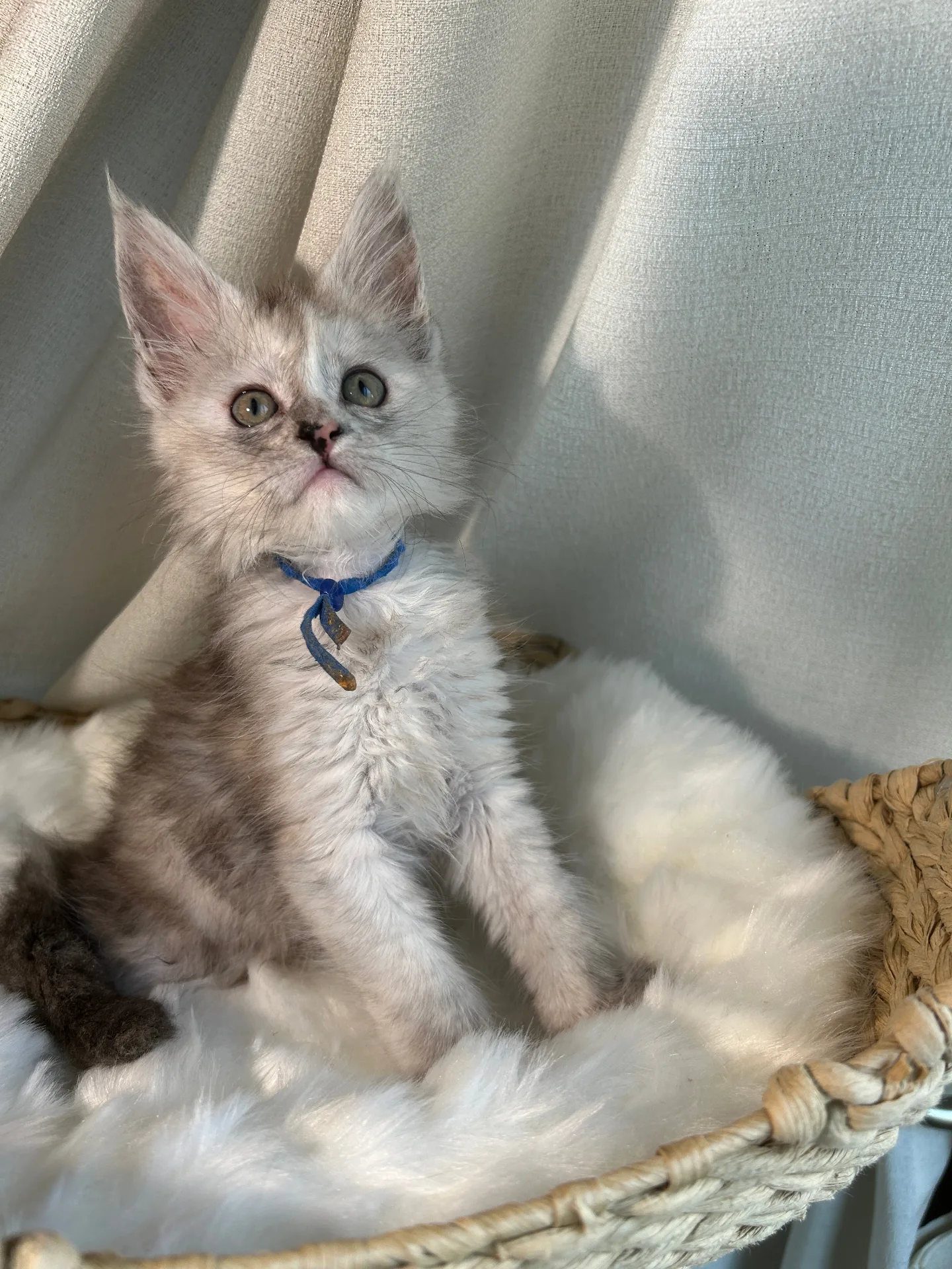 Silver Maine Coon kitten with blue collar