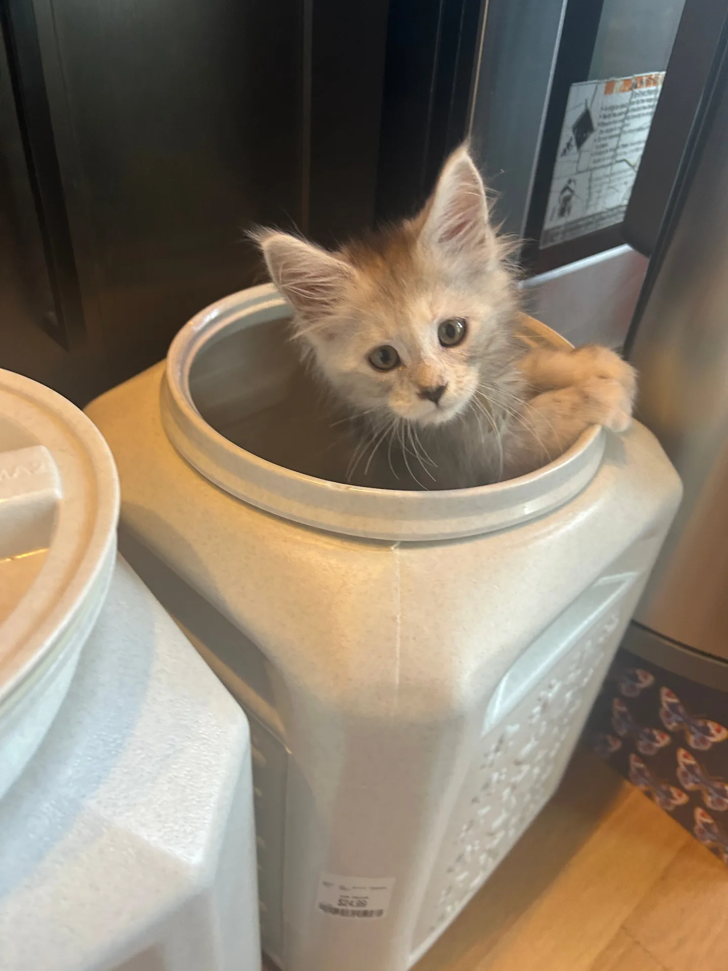 Silver Maine Coon kitten with food