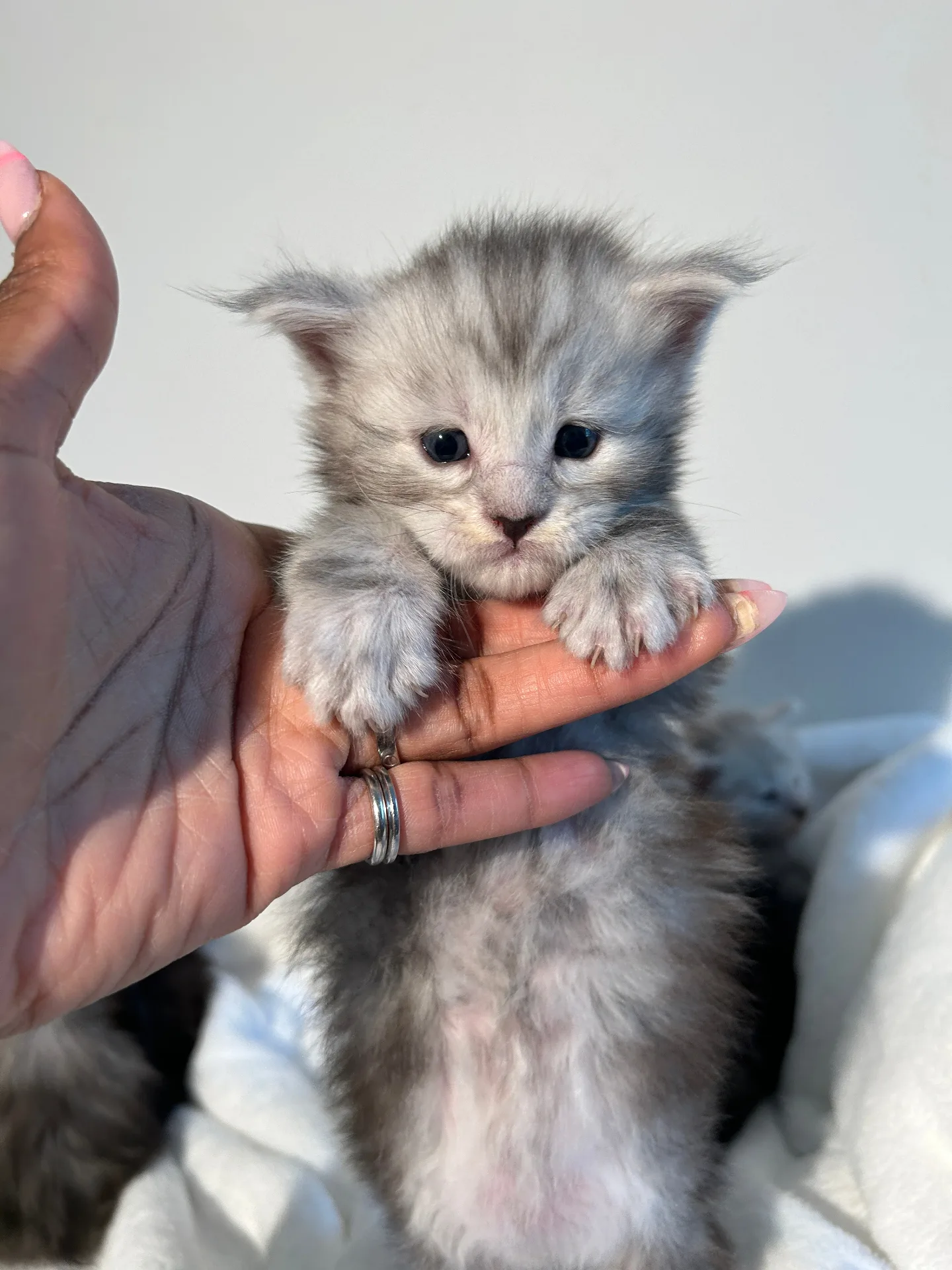 Silver Maine Coon kitten in hand