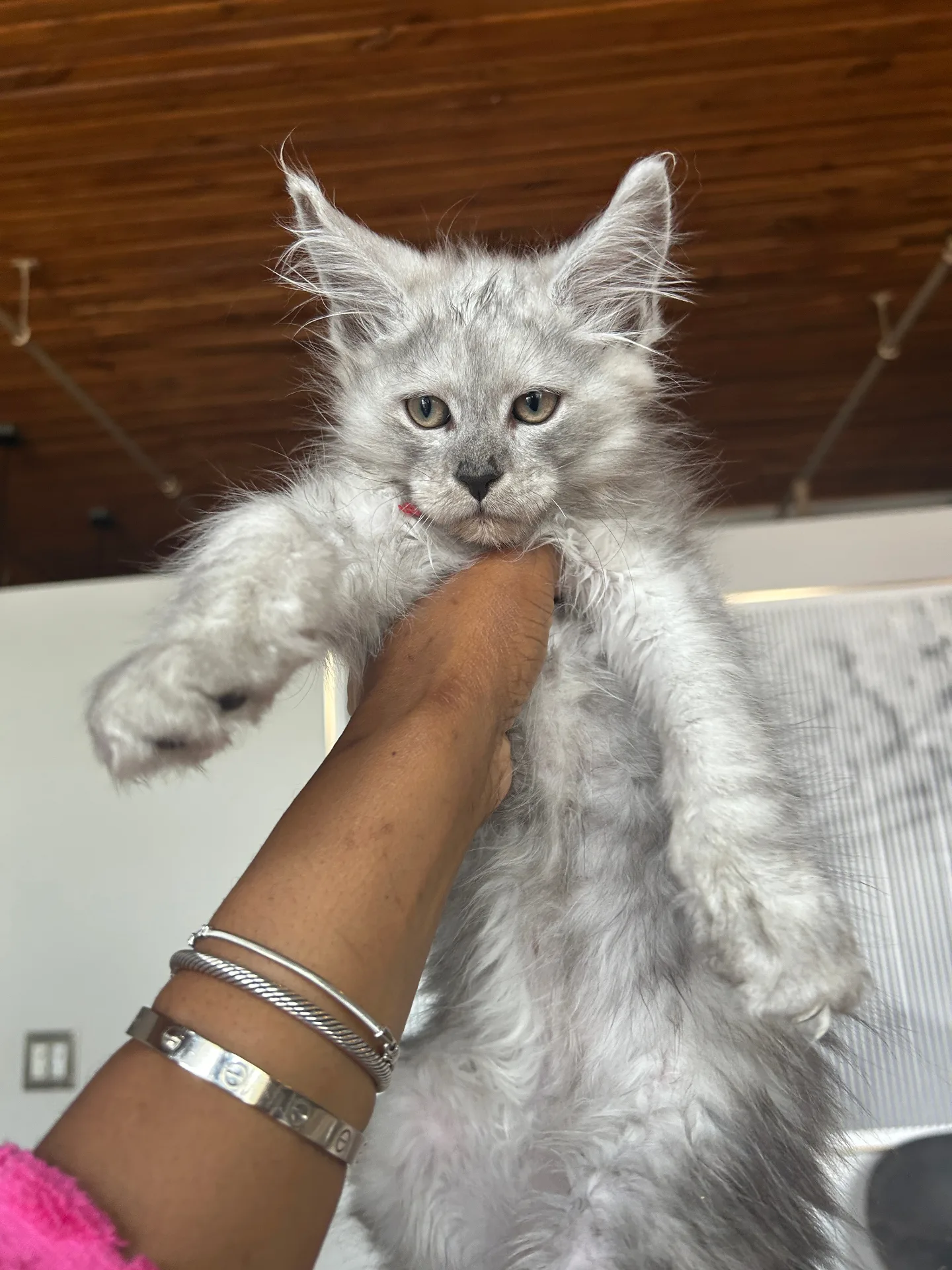 Silver Maine Coon kitten held up