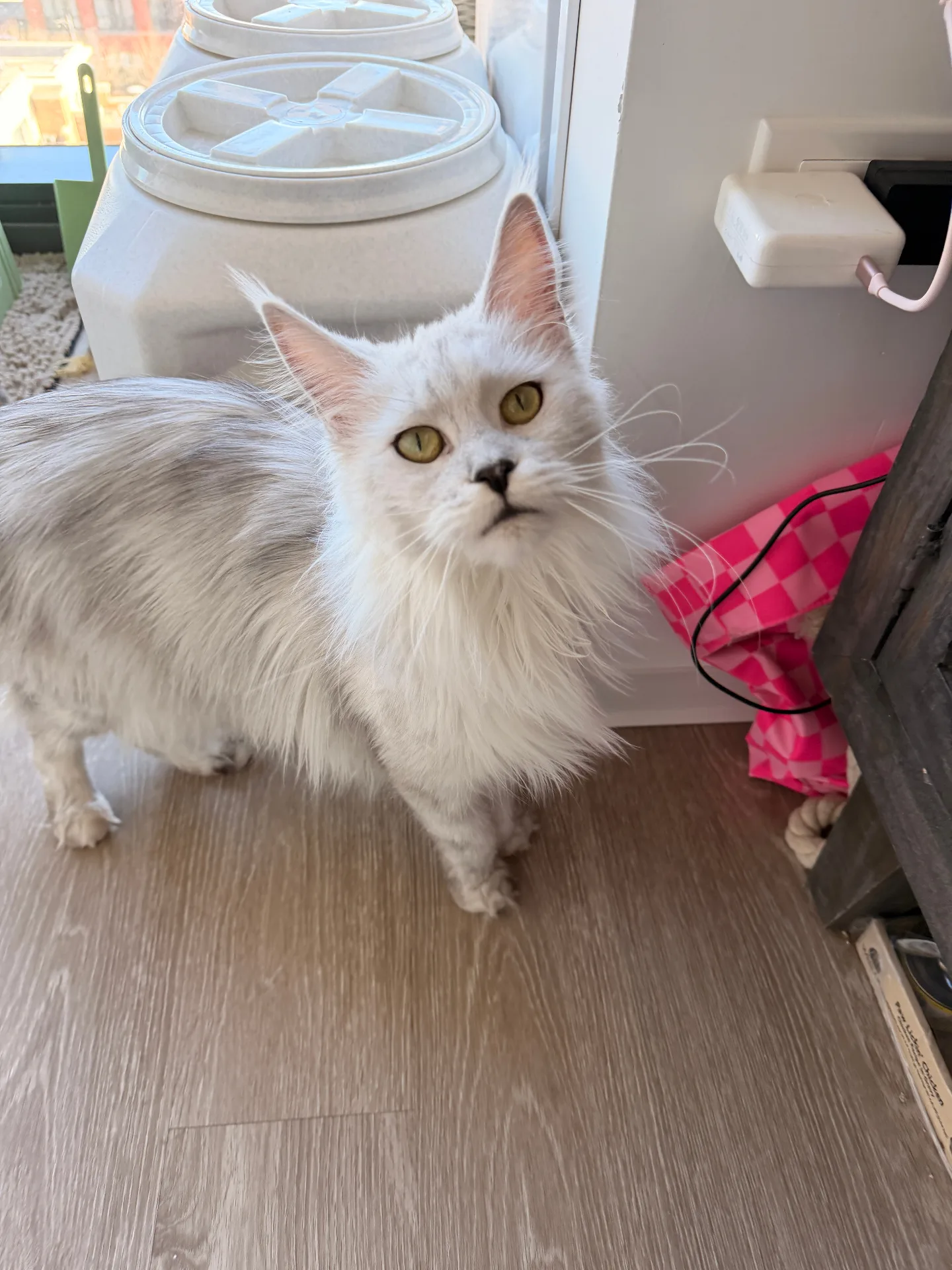 Curious white Maine Coon
