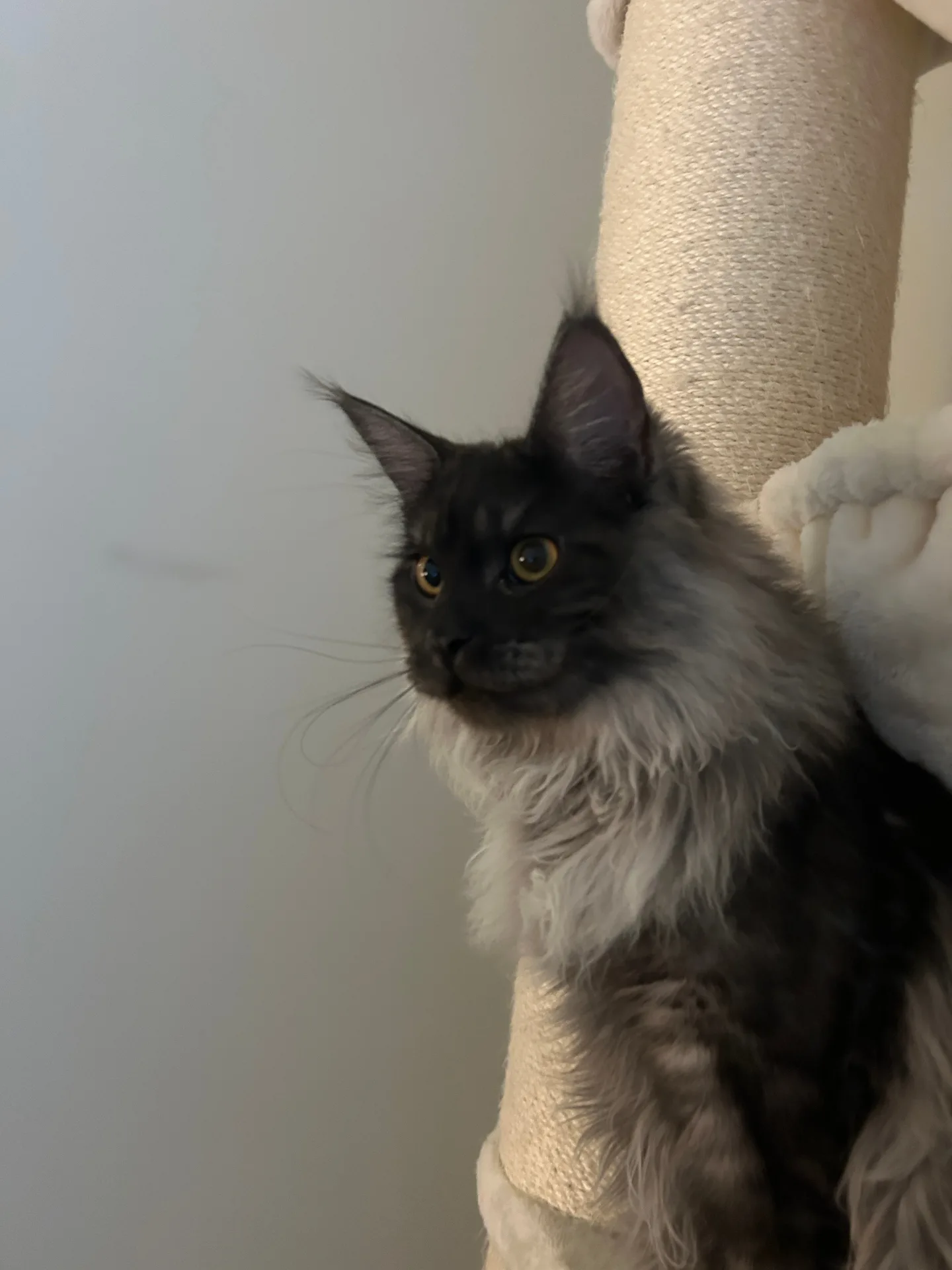 Blue smoke Maine Coon kitten on cat tree — Chatlerie Illinois