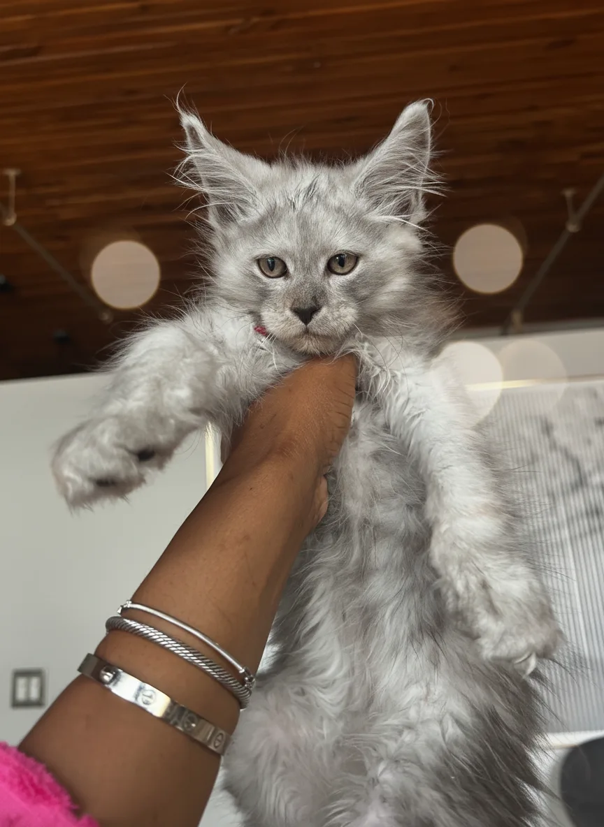 Silver European Maine Coon kitten held by breeder — Chatlerie Illinois cattery