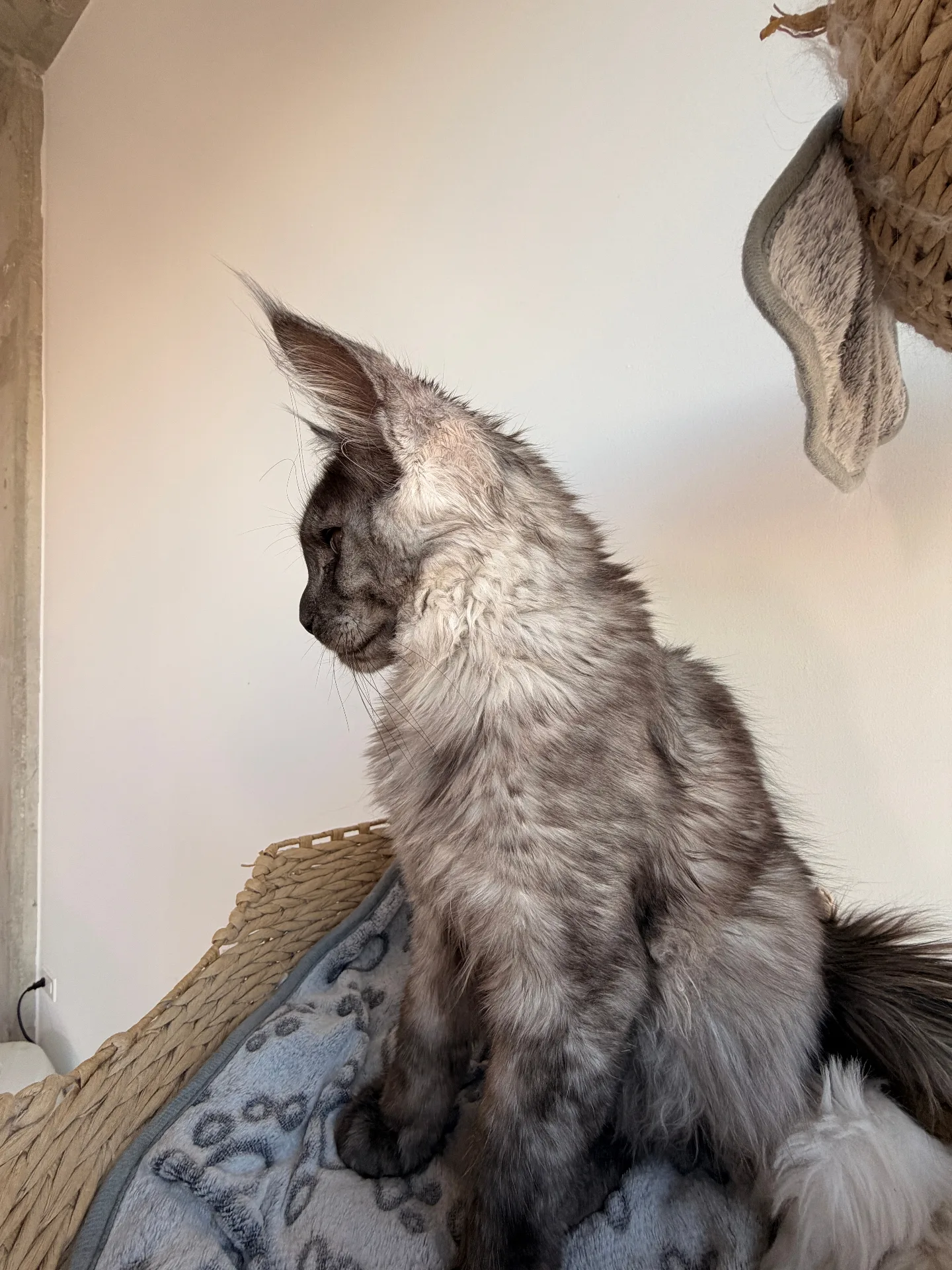 Blue smoke Maine Coon side profile — Chatlerie Illinois