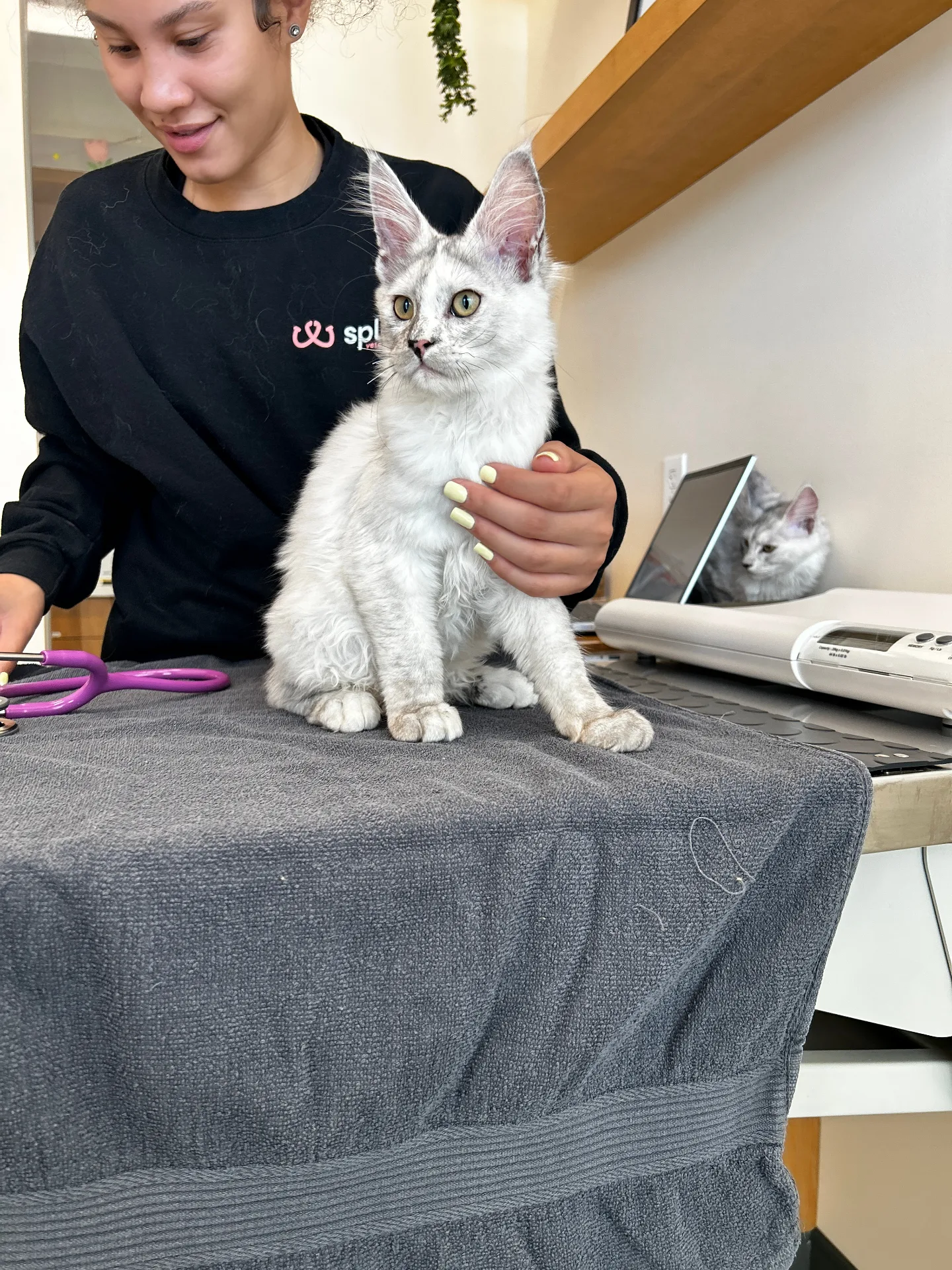 Silver Maine Coon kitten at veterinary checkup — Chatlerie health guarantee