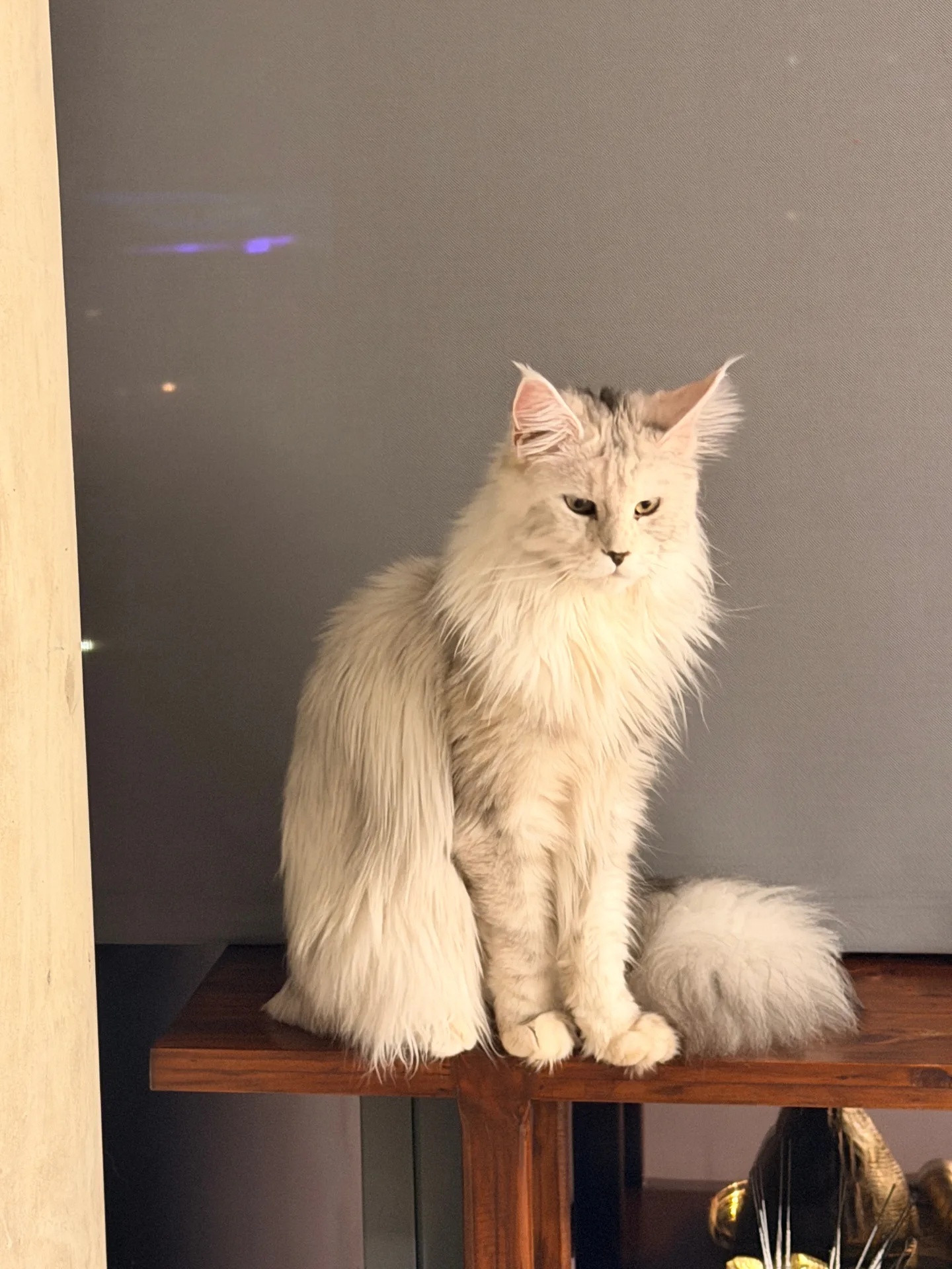 White Maine Coon sitting regally — Chatlerie European bloodline